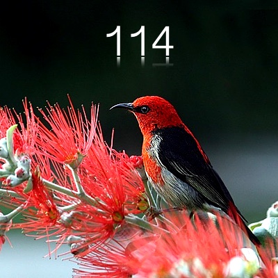 Image for numerology 'Number 114 Meaning' article