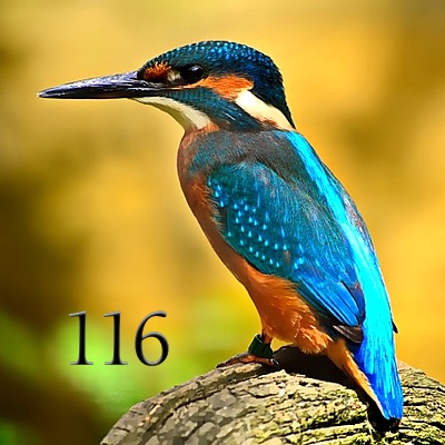 Image for numerology 'Number 116 Meaning' article