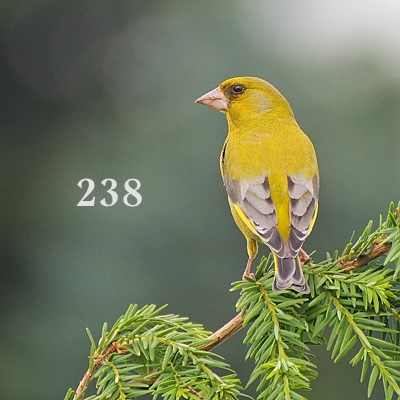 Image for numerology 'Number 238 Meaning' article