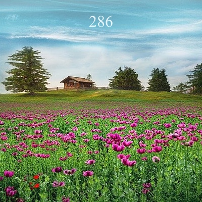 Image for numerology 'Number 286 Meaning' article