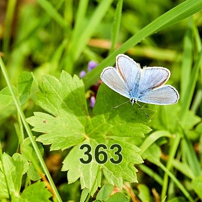 Image for numerology 'Number 363 Meaning' article