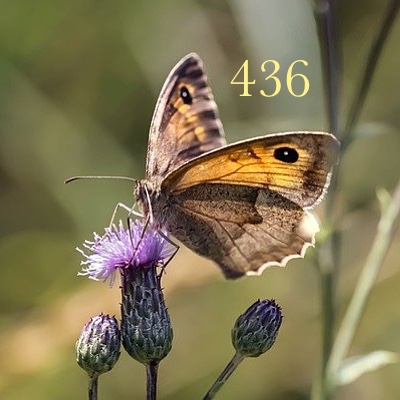 Image for numerology 'Number 436 Meaning' article