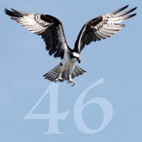 Image for numerology 'Number 46 Meaning' article